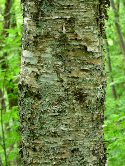 {Betula alleghaniensis}